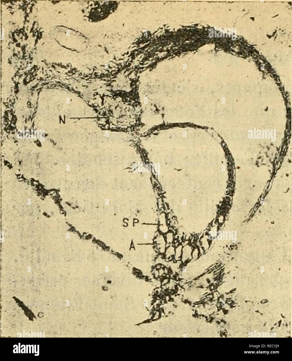 . Comptes Rendus hebdomadaires des séancen de l'Académie des sciences. Wissenschaft - Gesellschaften, etc.; Wissenschaft; Wissenschaft. Fis. 1. Abb. 2.. Bitte beachten Sie, dass diese Bilder sind von der gescannten Seite Bilder, die digital für die Lesbarkeit verbessert haben mögen - Färbung und Aussehen dieser Abbildungen können nicht perfekt dem Original ähneln. extrahiert. Académie des Sciences (Frankreich); Centre national de la recherche scientifique (Frankreich). Paris: publiés avec Le concours du Centre national de la recherche scientifique par MM.les secrétaires perpétuels: Gauthier-Villars Stockfoto