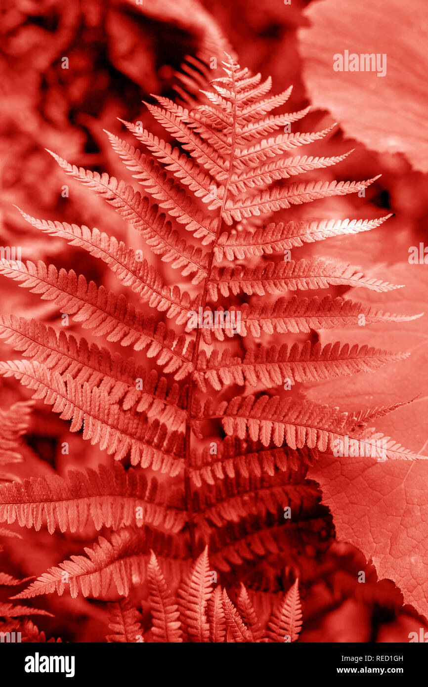 Schnen natrlichen Farn Hintergrund in Coral Farbe Stockfotografie - Alamy