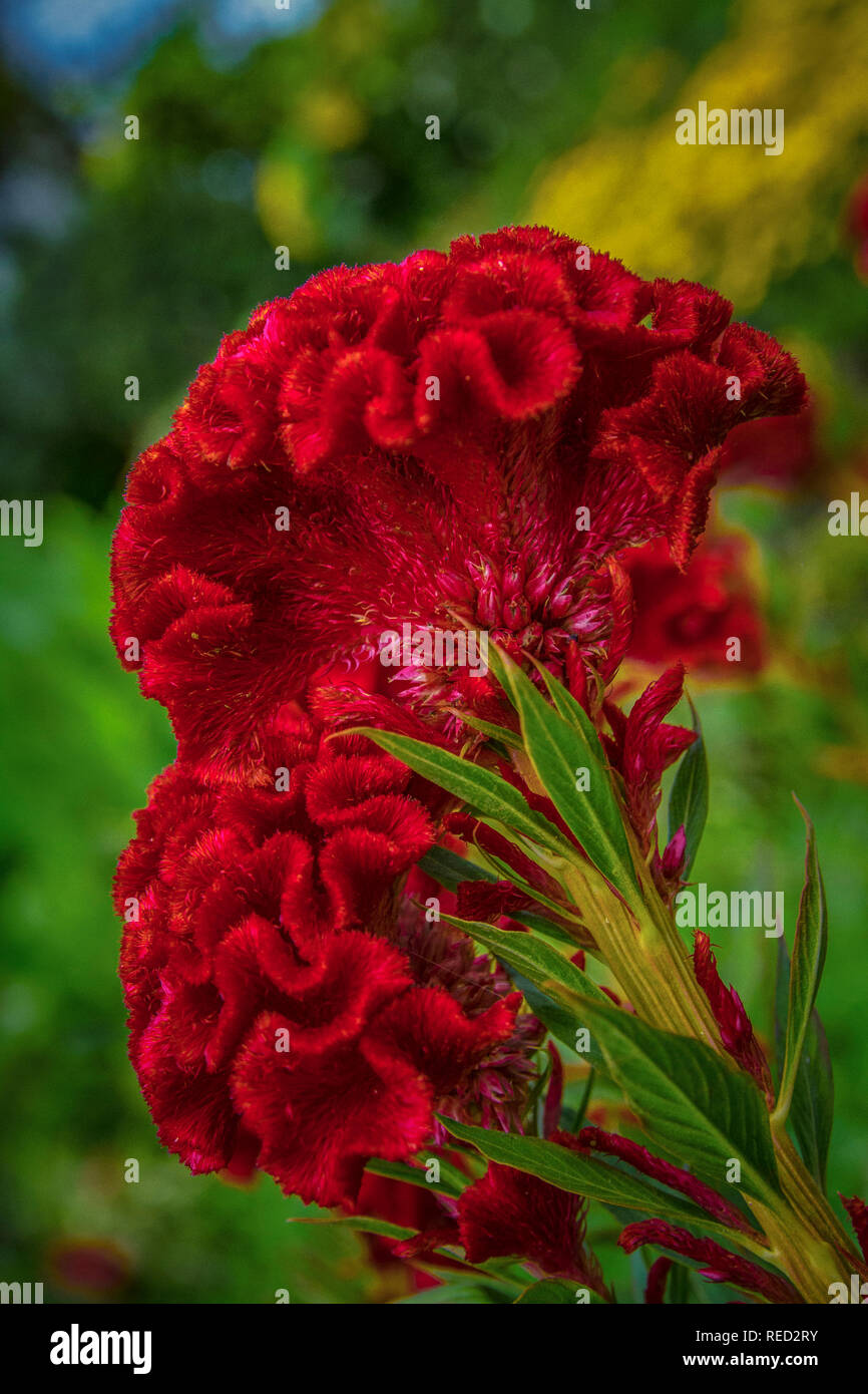 Schöne rote Celosia argentea cristata Blumen Stockfoto