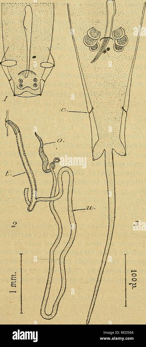 . Comptes Rendus de sÃ©ances de la SociÃ©tÃ© de Biologie et de ses filiales. Biologie. SEANCE JANUAR 65 excrÃ © Teur, en Rapport par un-Gerichtshof vagin avec un ovÃ © jecteur cuticulaire remarquable par l'Ã©pais-seur de Sohn assise Muscu - laire. Trompe impaire trÃ¨s allongÃ©e. UtÃ © rus Ã © troits, parallÃ¨les. Warteschlange du mÃ¢ le Termi-nÃ©e par une pointe Allon - gÃ©e, ornÃ©e de deux ailes Ã © troites qui s'Ã©tendentjus - qu'à l'origine de cette Pointe. Deux paires de papilles prÃ© anales ses-siles; La Première situÃ©e sur la lÃ¨vre supÃ©rieure De cloaque; une Paire de Pa-pilles Post - anales pÃ© don-culÃ © Stockfoto