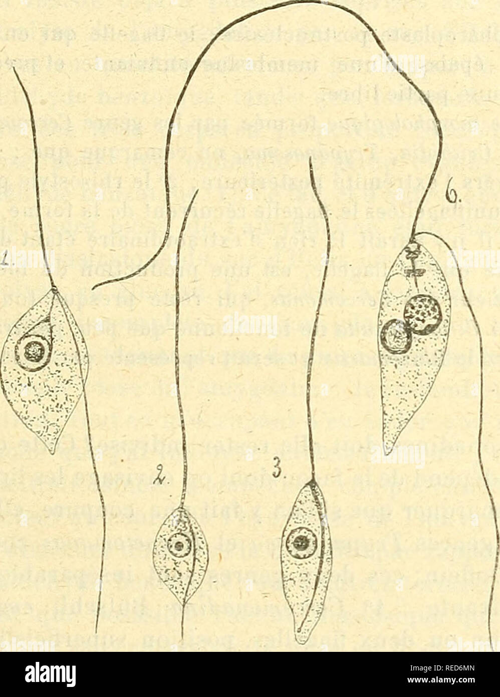 . Comptes Rendus de Séancen de la Société de Biologie et de ses filiales. Biologie. Spiritistischen PU 25 Novembre 507 Monas, Heteromita, Rkizomaslix^ fferpetomonas, Crithidia, Trypano - Soma. Genre Cercomonas. Ce genre est caractérisé par: Deux flagelles, l'antérieur plus fort que le postérieur; Celui-ci est rabattu Le Long du Corps et le Dépasse mehr oder weniger en arrière; appareil basilaire de forme conoïdale; extrémité postérieure métabolique.. Bitte beachten Sie, dass diese Bilder aus gescannten Seite Bilder, die digital für die Lesbarkeit verbessert haben mögen - Färbung und Erscheinungsbild der extrahiert werden Stockfoto