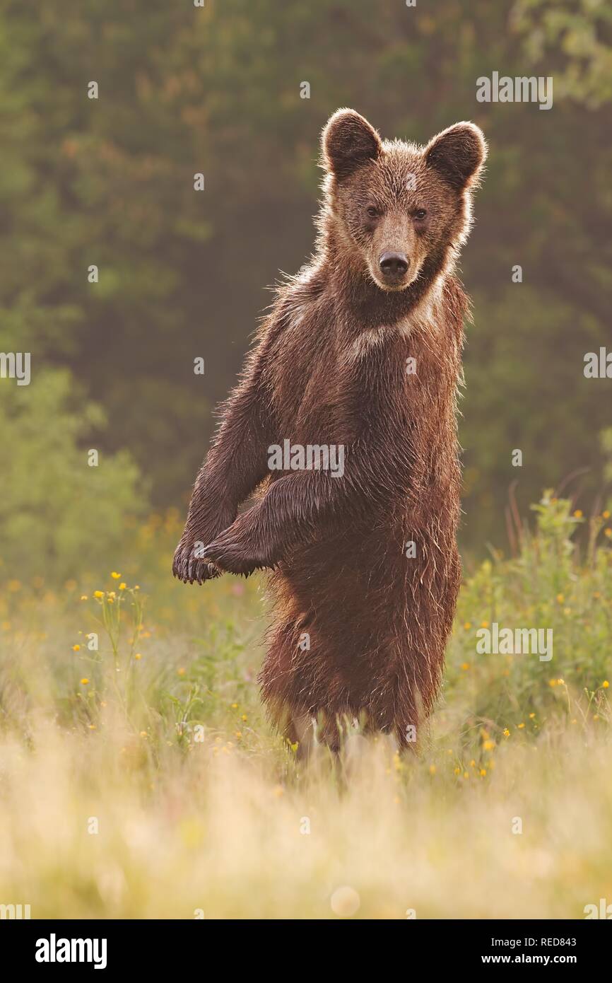 Junge Wilde neugierig Braunbär, Ursus arctos, stehend in aufrechter Position Stockfoto