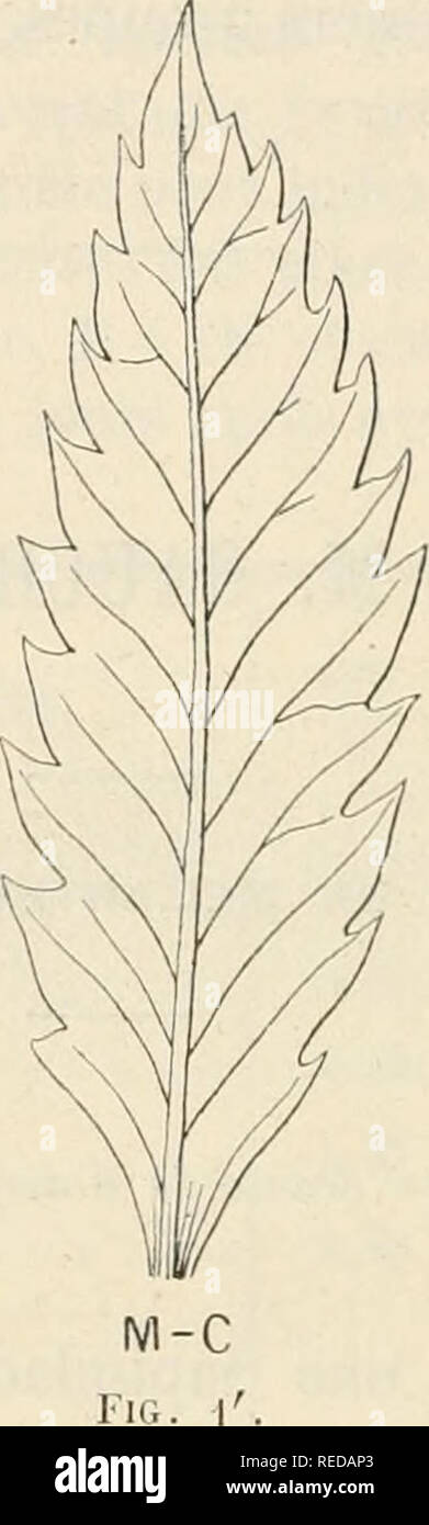 . Compte Rendu. Wissenschaft; Wissenschaft - Kongresse. Struktur de la tige du Melianthus Major. Â Elle diffÃ ¨ re absolument de Celle du Melianthus Comosus. Elle possÃ¨de un anneau ligneux subcontinu, composÃ© de Fasern lignifiÃ © Es disposÃ © es en Dateien radiales et vaisseaux entourant de Gros, peu nombreux. Du côté tÃ© Internierten, cette Zone ligneuse Forme des faisceaux nettement trÃ¨s sÃ©parÃ©s en diffÃ©mieten Punkte. Chacun de ces faisceaux se Compose, Outre les Fasern ligneuses Dekor Jörg nommÃ © es, d'un Parenchym nicht lignifiÃ ©, avec de Gros vaisseaux dissÃ © minÃ©s sans Ordre dans son intÃ©rieur: Cà sa Gesicht int Stockfoto