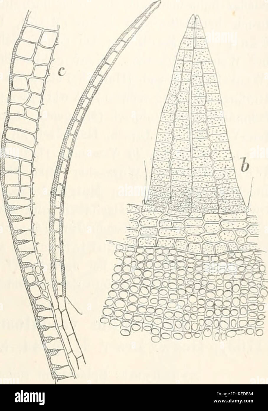 . Dr. L. Rabenhorst der Kryptogamen-Flora von Deutschland, Oesterreich und der Schweiz. Kryptogamen-- Deutschland; Kryptogamen - Österreich; Kryptogamen-- Schweiz. Splachnum ampullaeeum Linn. ein Habitusbild 1, b Peristom - Aussen - Fläche ± 11 c Längsschnitt 111. Ost- und Westpreussen (H. v. Klinggraeff); Pommern: Insel Eugen (laurer); Mecklenburg: Thanks Standorten; Schleswig-Holstein: Flensburg, Kiel (Prahl); Holstein: in einer verkümmerten Form, div. Turnerianum Hüben. Muse. germ. s. 77 (1833); Hamburg: früher von C.T. Timm gesammelt; Bremen: Lesum (pocke); Ostfries Land: Eegenburger Moor und Stockfoto