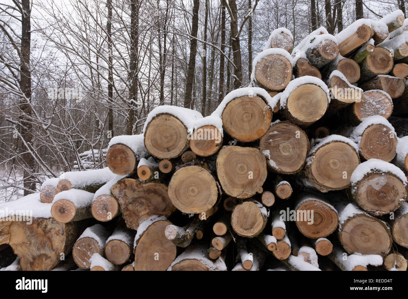 Stapel von Protokollen in einer Schicht aus frischen weißen Schnee in der Nähe zu Ende auf konzeptionelle der Wintersaison und alternativer Brennstoff für die Heizung Stockfoto