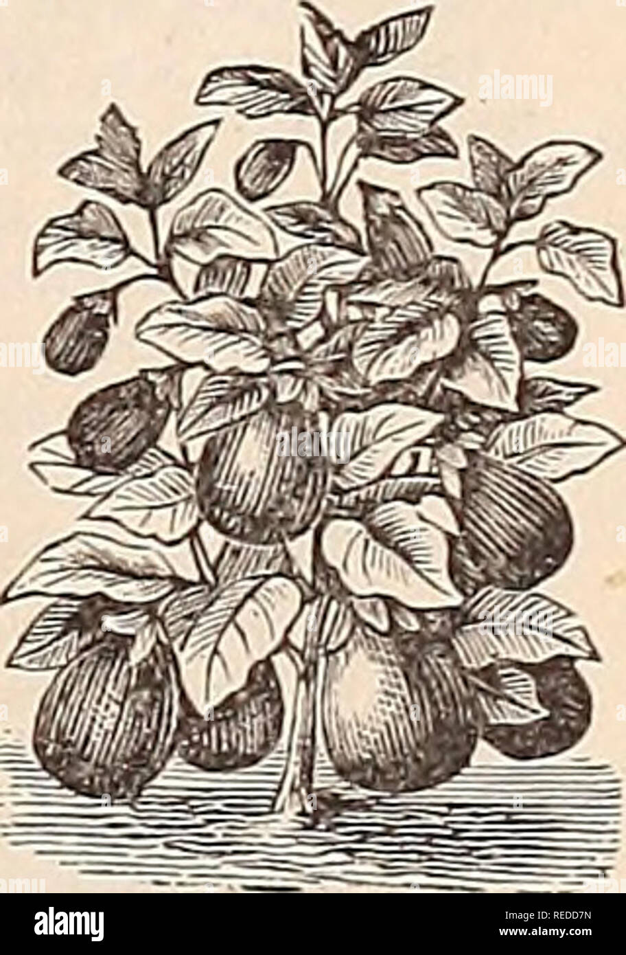. Komplimente von der Jahreszeit. Samen Kataloge Kataloge; Lampen; Blumen (Pflanzen); Frucht Kataloge Kataloge. Auberginen, Early Long Purple, acht oder neun Zentimeter langen, produktiven; pro Oz, 35 Cent 5 Pound Lila, mittelgross, pro Oz, 35 Cent 5 Verbesserte/M ew y ork Lila, sehr groß und fein, das Beste; pro Oz, 60 Cent;} 4 oz, 35 Cent - 10 schwarze Pekin, pro Oz, 50 Cent; Vz oz, 30 Cent.". 10 Jackson, Mich., Okt. 30,1890. Mk. James Vick &Amp; Co., Rochester, N.Y.:. Sehr geehrte Damen und Herren, Wir haben Ihre goldenen Riesen Mangold ein guter Test mit eighten anderer Sorten, und kann sagen, dass sie die reibungslose Ein sind Stockfoto
