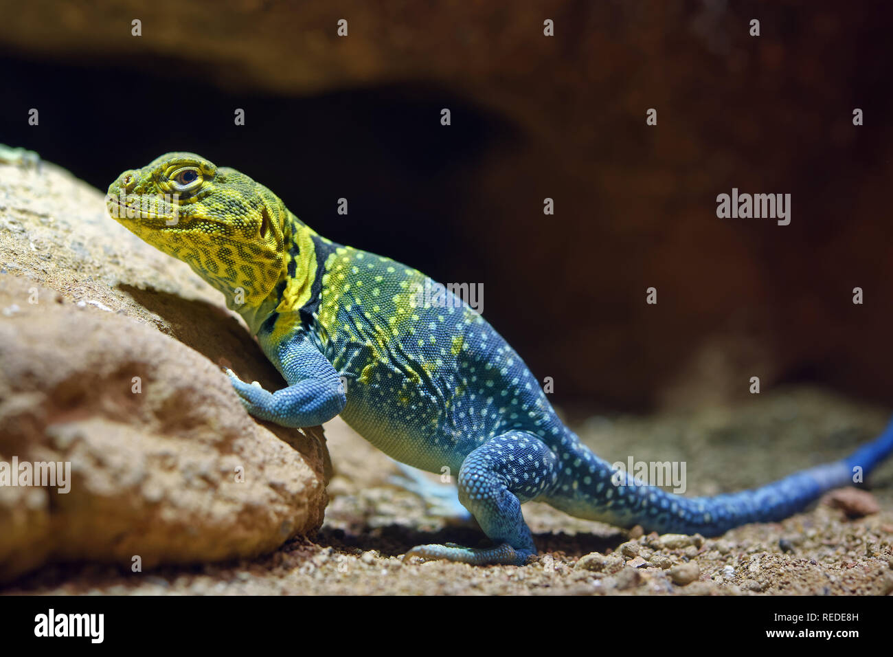 Gemeinsame collared Lizard (männlich) - Crotaphytus collaris Stockfoto