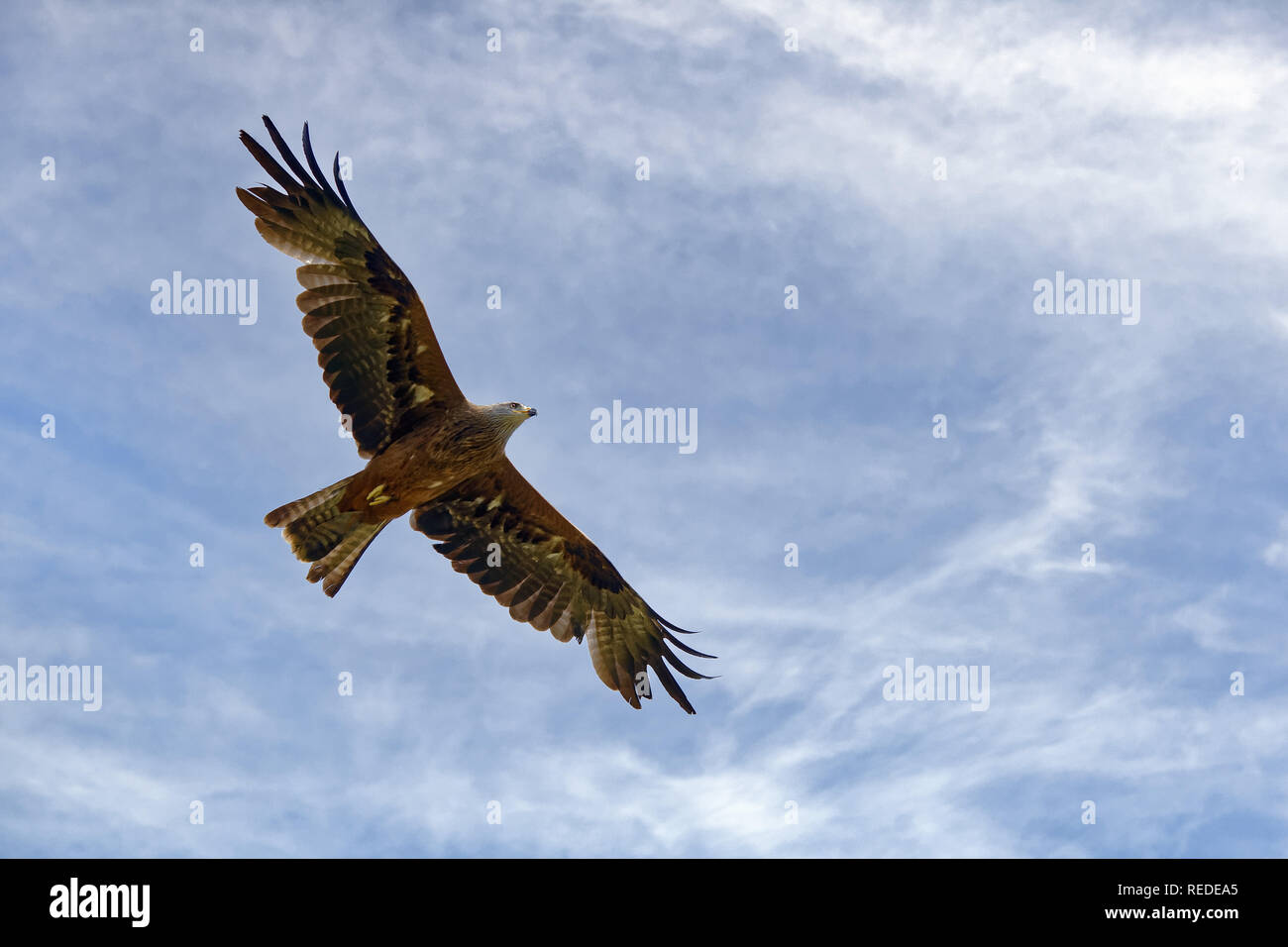 Europäische schwarze Drachen - MILVUS MIGRANS migrans Stockfoto