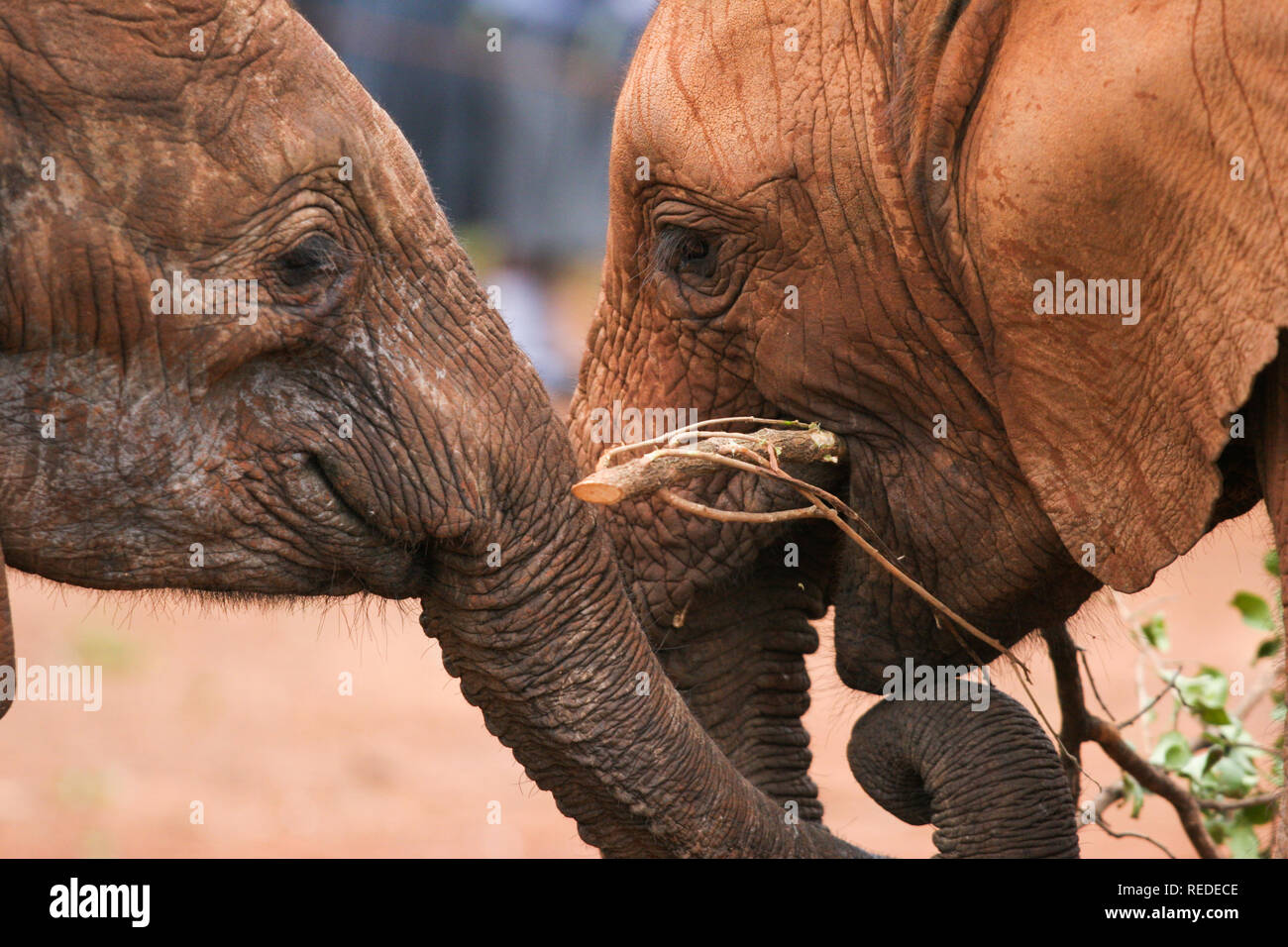 Close-up von zwei afrikanischen Elefanten jungen Fütterung auf Ästen Stockfoto