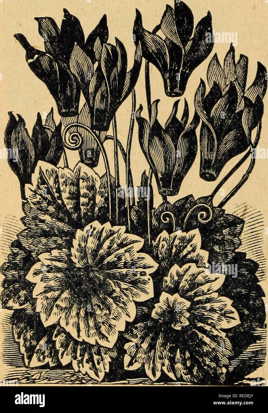 . Komplimente von Miss Emma V. Weiß. Blumen Samen Kataloge Kataloge; Gemüse; Samen Samen Kataloge. Cyclamen neue Crested Kosmos Neue CRESTED KOSMOS Preis, Pck., 25 Samen, 8c; die zwei für 14 C. Rosa Schönheit. Eine neue spät Doppel Kosmos der auffälligen Farbe und Form. Wie viele doppelte Blüten aus Samen, sind sie nicht alle, aber ein großer Prozentsatz der Ertrag verdoppelt als im Schnitt dargestellt. Weiße Königin. Die gleiche charmante Doppelzimmer Form in Weiß. Früh blühenden Kosmos Preis, pro Pck., 5c; 3 pkts., 12c. Frühe Minnesota Kosmos. Ich appelliere besonders an- samkeit zu dieser wertvollen Belastung von Minnesota - gewachsen Stockfoto