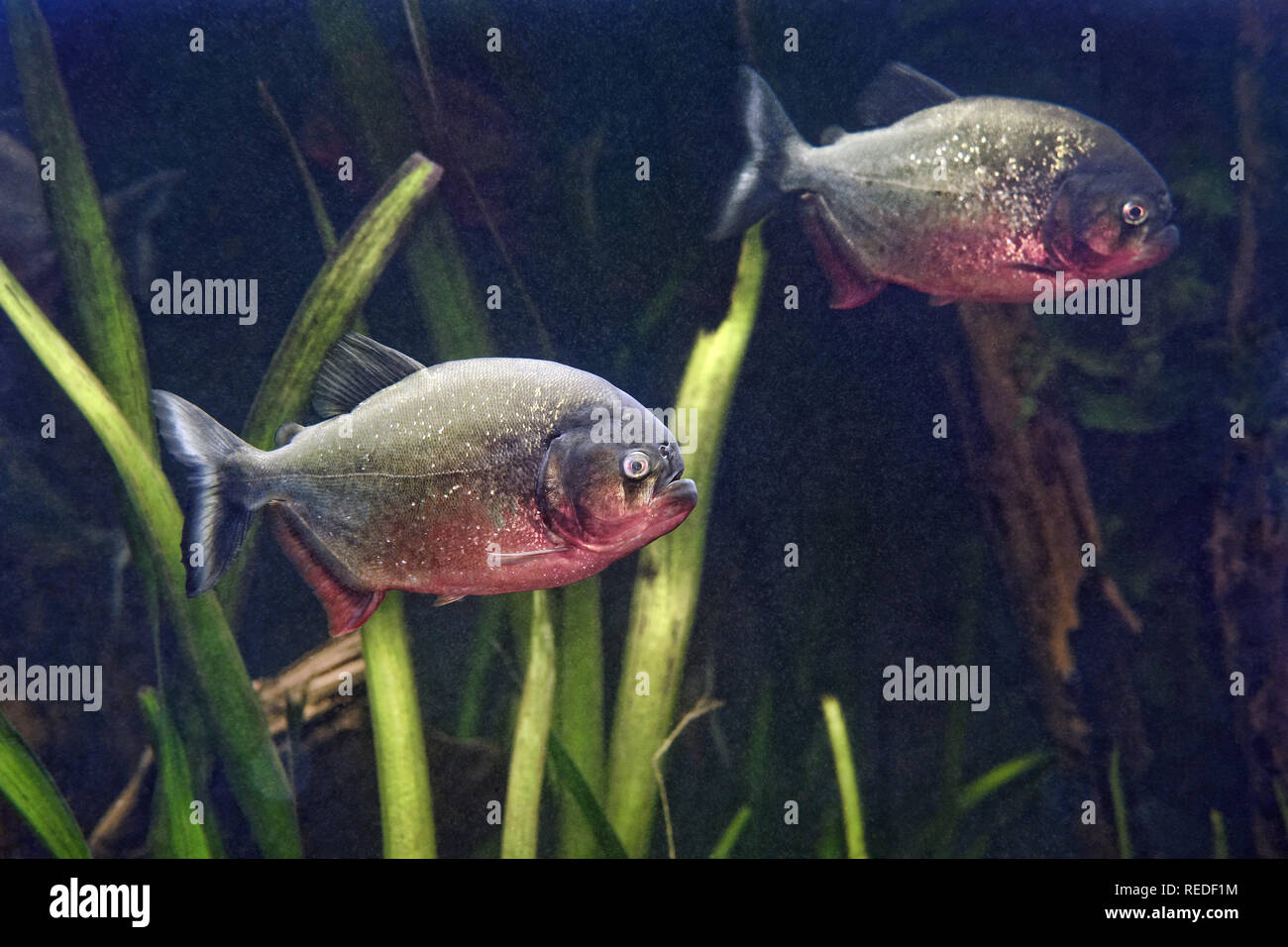 Red-bellied Piranha-Pygocentrus nattereri Stockfoto