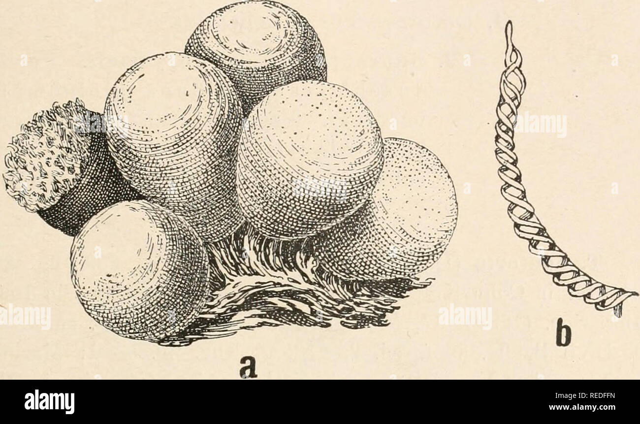 . Dr. L. Rabenhorst der Kryptogamen-Flora von Deutschland, Oesterreich und der Schweiz. Kryptogamen-- Deutschland; Kryptogamen - Österreich; Kryptogamen-- Schweiz. 339 Exsikkaten: Jack, Leiner und Stitzenberger 419; Fuckel Pilze rhen. 1431, 1433; Rabeuhorst Piiugi Eur. 799, 2137, 2138; Sydow Mycotb. Gerra. 549; 0. Jaap Myxom, exsicc. 19, 37, 55, 95. Plasmodium wässerigweiß. Sporangien sitzend oder gestielt, au deren Stelle mitunter Plasmodiokarpieu, + kugelig, ei- oder kegelförmig, gehäuft oder zerstreut, ocker-oder Olivenfarbig, 0,6 bis 0,9 mm. Der Stiel, sofern ein solcher vorkommt, ist schwarz, Stockfoto