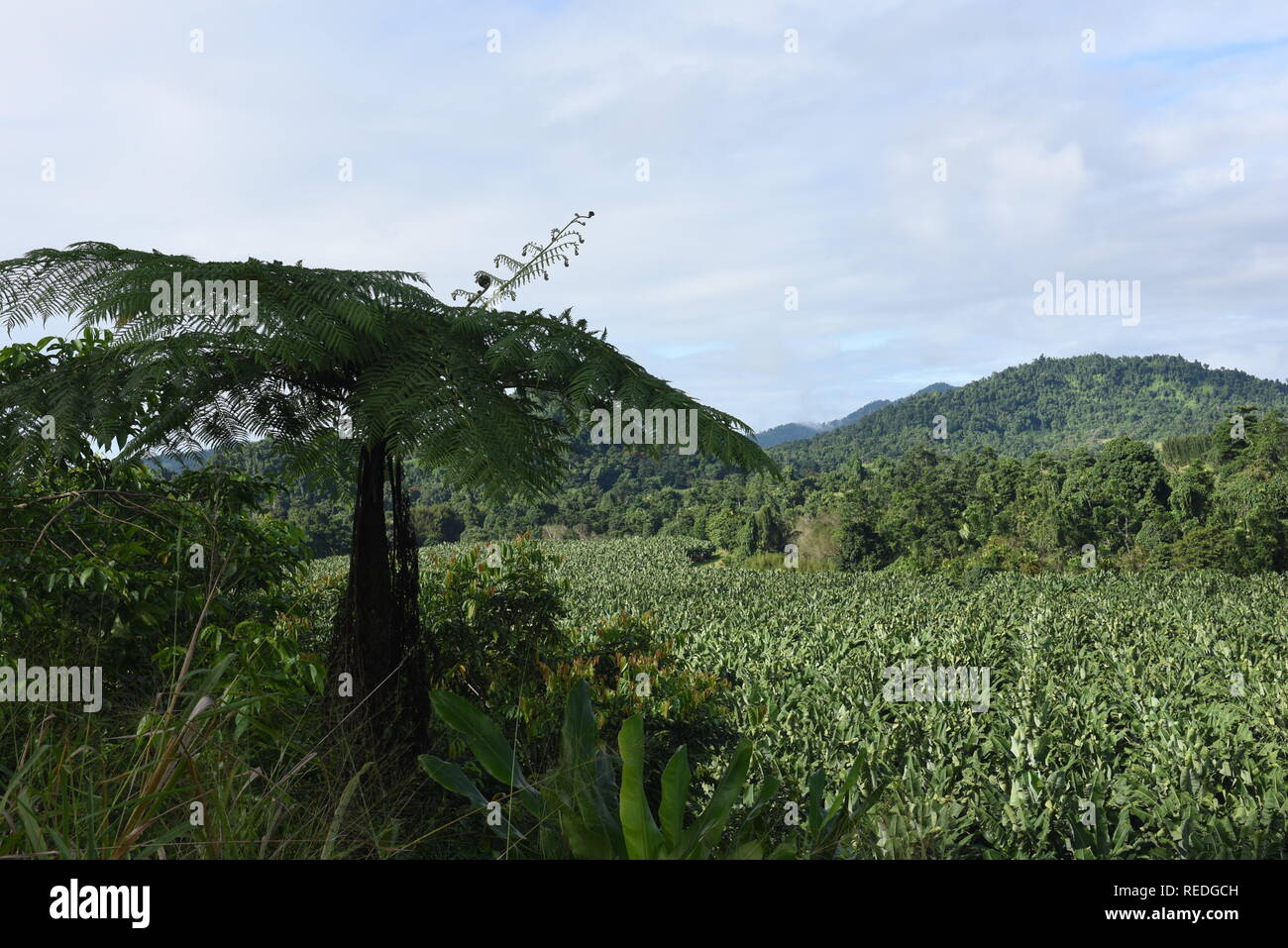 Bananenplantage, Far North Queensland, Australien Stockfoto