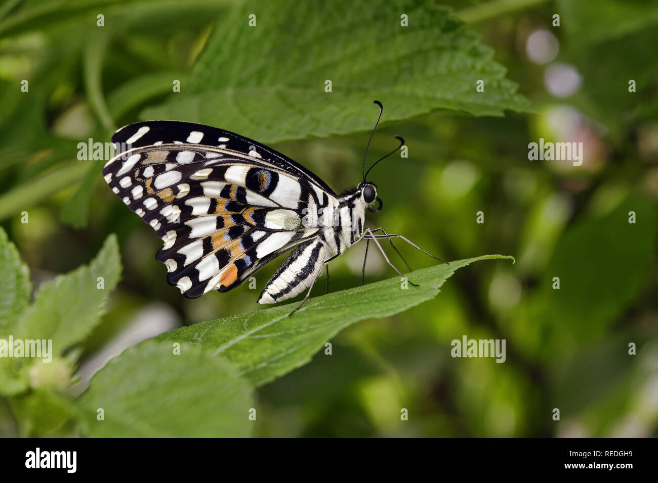 Kalk Schmetterling - Papilio demoleus Stockfoto