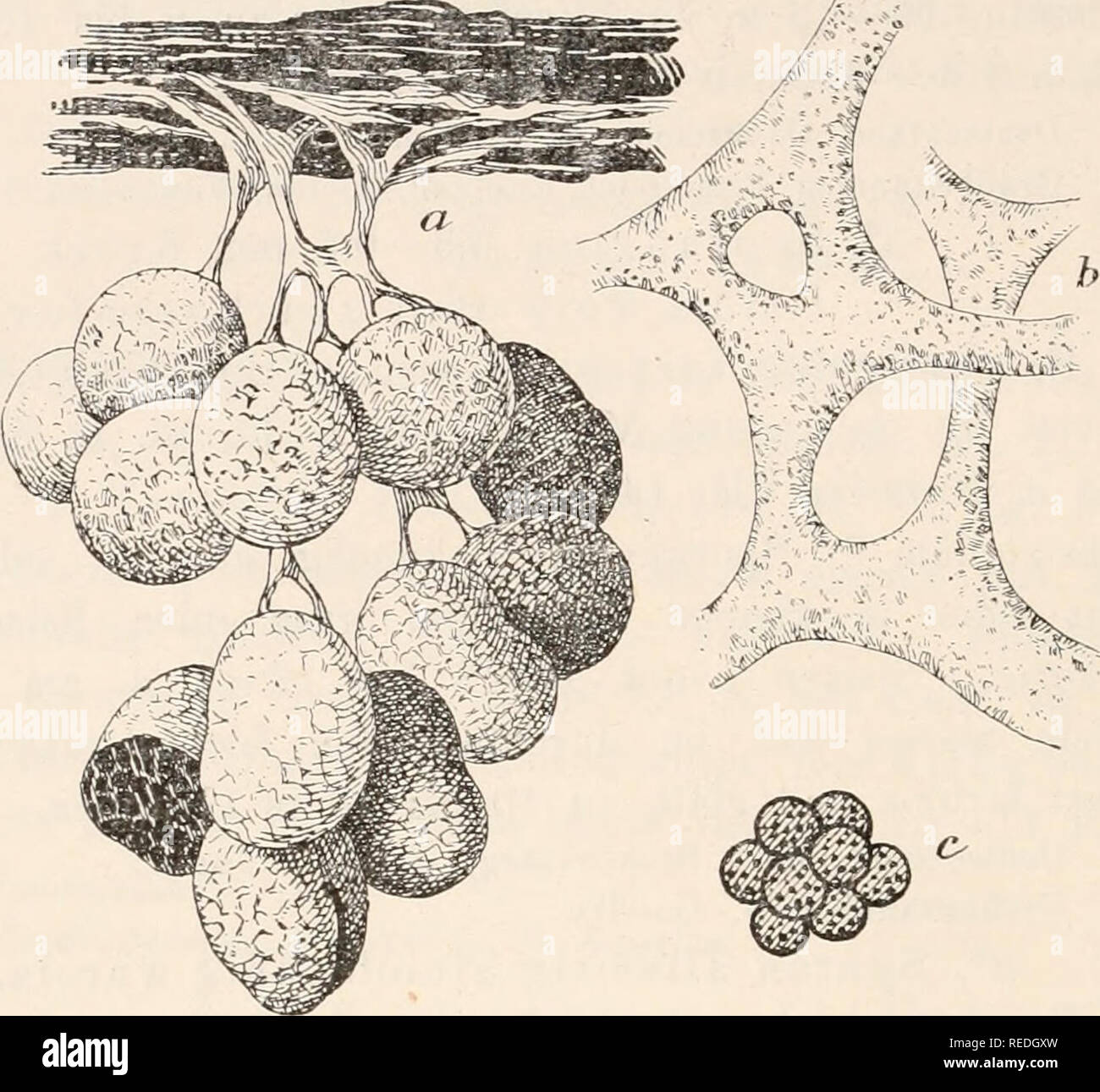 . Dr. L. Rabenhorst der Kryptogamen-Flora von Deutschland, Oesterreich und der Schweiz. Kryptogamen-- Deutschland; Kryptogamen - Österreich; Kryptogamen-- Schweiz. 98. Abb. 52. Badhamia utricularis (Bull.) Berk. a) Sporangienbüsehel (^7 ich)! B. (Capillitium-Fragmeiit^^*'/i); c. (Sporengrujijie'" "/j) Z. T. / Lister. Plasmodium chromgelb. Sporangien eiförmig, mehr minder kugelig oder zu zweien oder mehr verwachsen und gelappt, Orig. gehuschelt, sitzend oder mit langen, häutigen, strähnen-artigen, strohgelben, verzweigten Stielen, mehr minder blaugrau, violett irisierend oder aschgrau. Ca Stockfoto