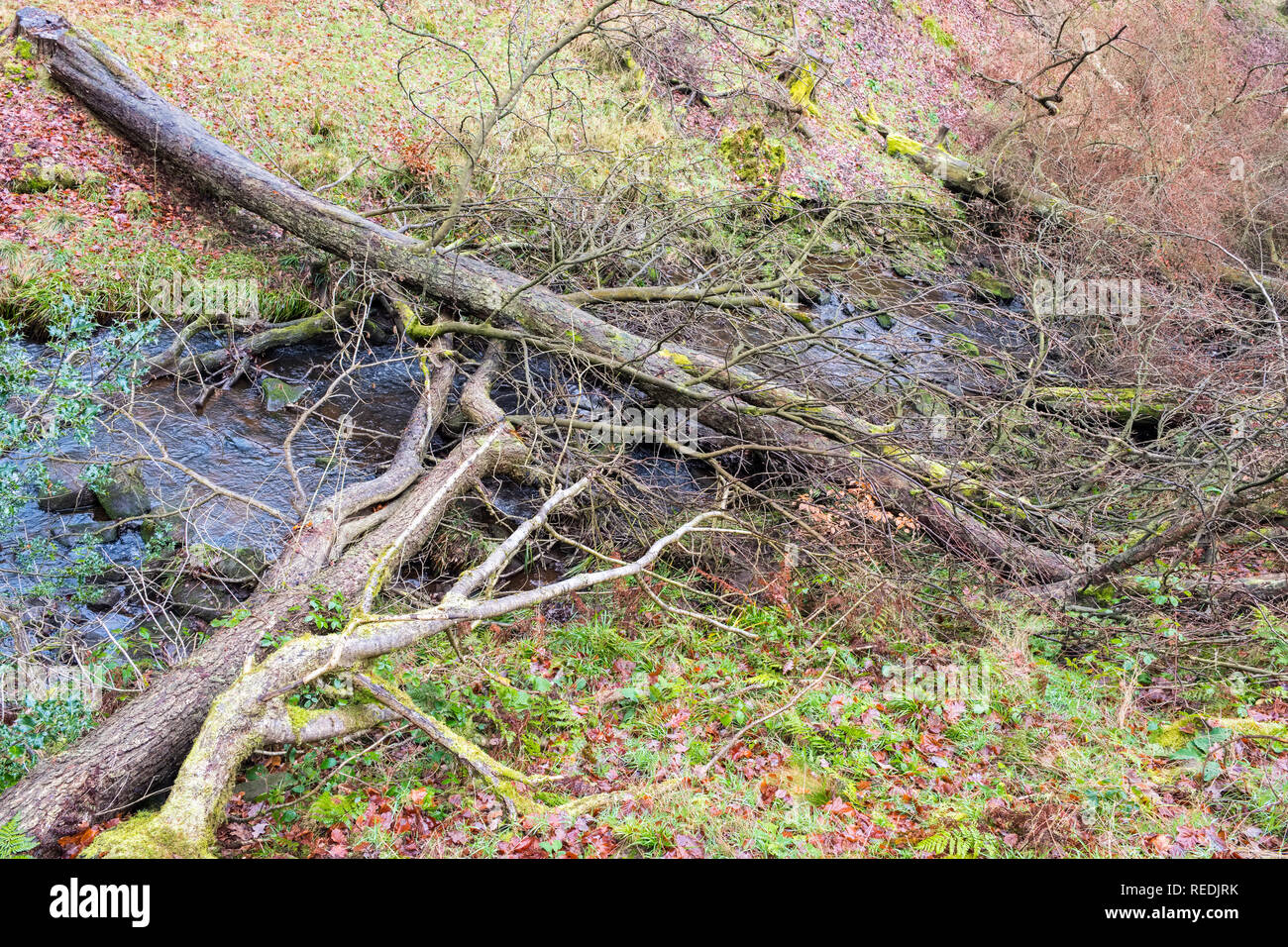 Bäume über einen Fluss gefällt das Risiko von Überschwemmungen stromabwärts zu reduzieren, Dane Tal, Peak District National Park, Großbritannien Stockfoto