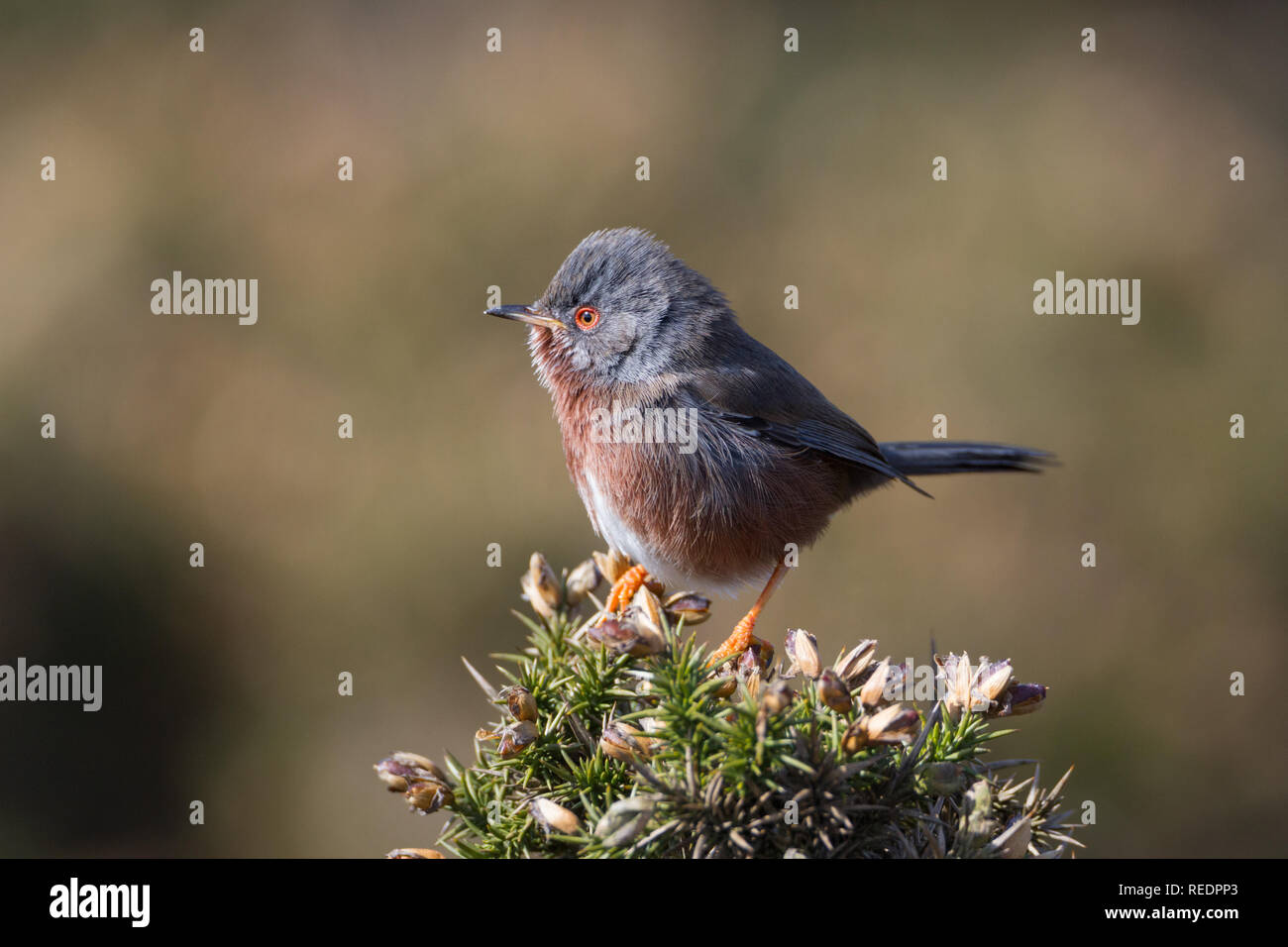 Dartford Warbler (Sylvia undata) auf die Vegetation auf Heide in Wales thront. Stockfoto