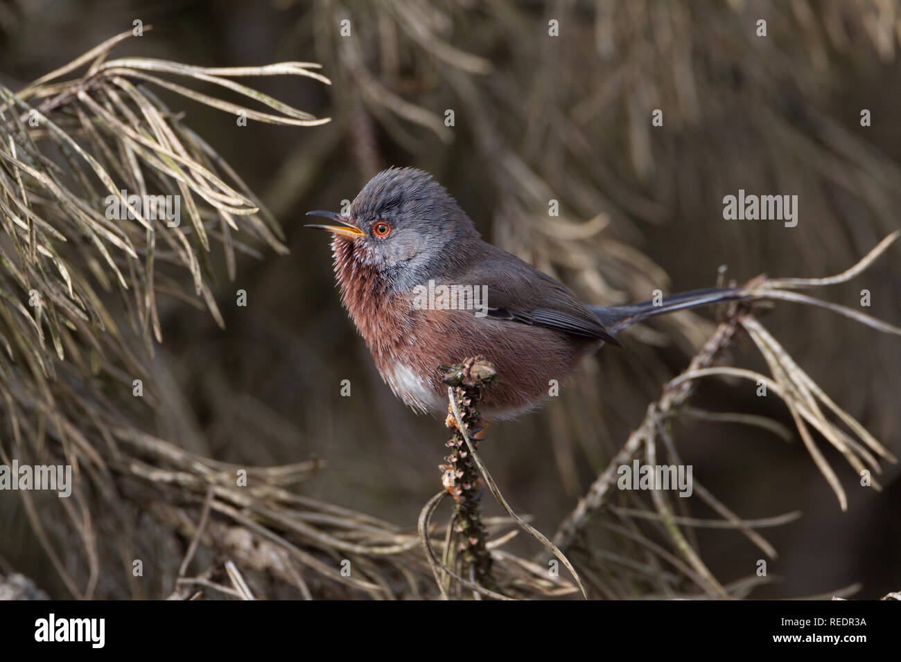 Dartford Warbler (Sylvia undata) auf die Vegetation auf Heide in Wales thront. Stockfoto