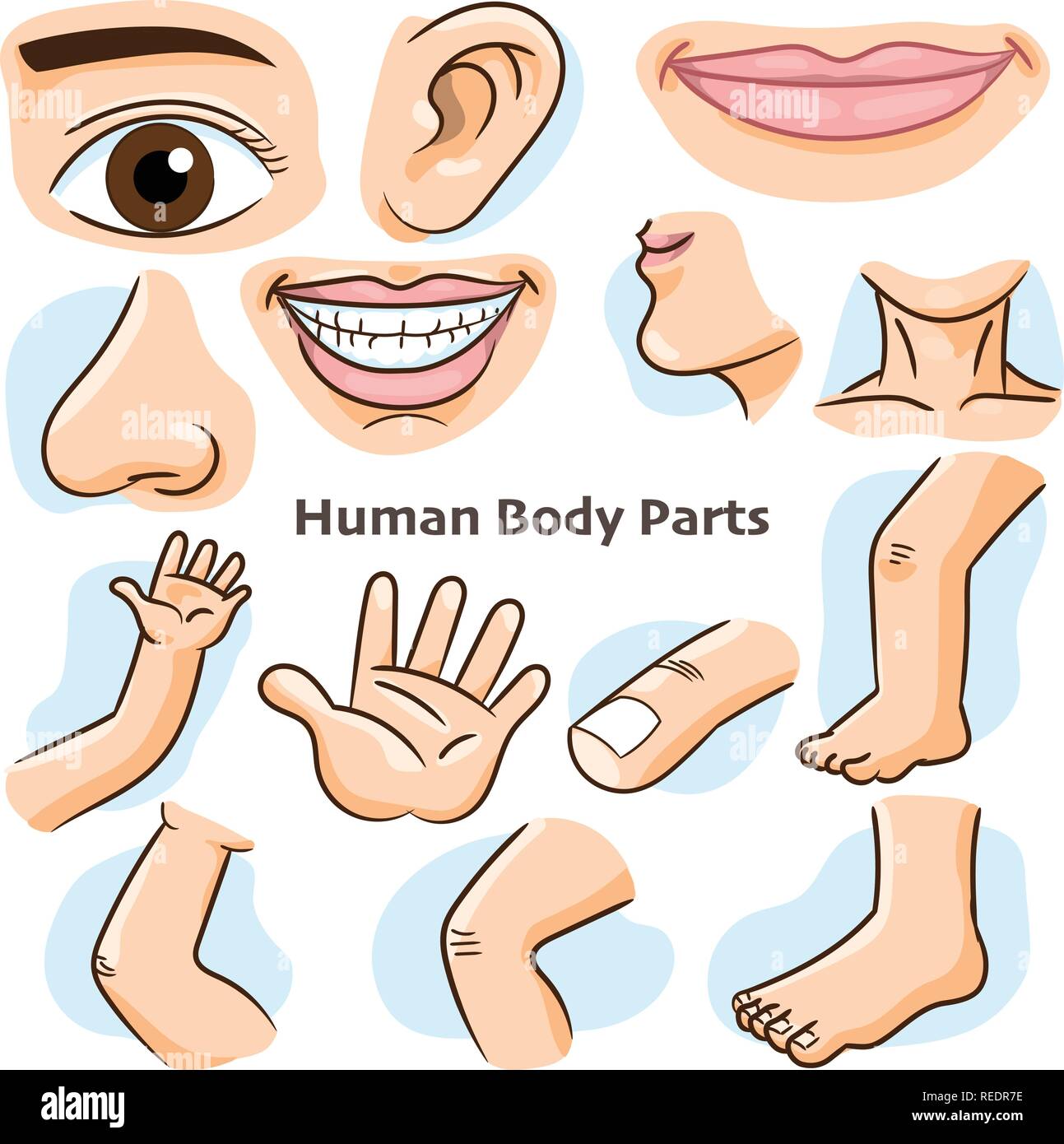 Teile des menschlichen Körpers, verschiedenen Teilen des Körpers für die Lehre. Körper details, Cartoon flache Bauform - Vector Illustration. Stock Vektor
