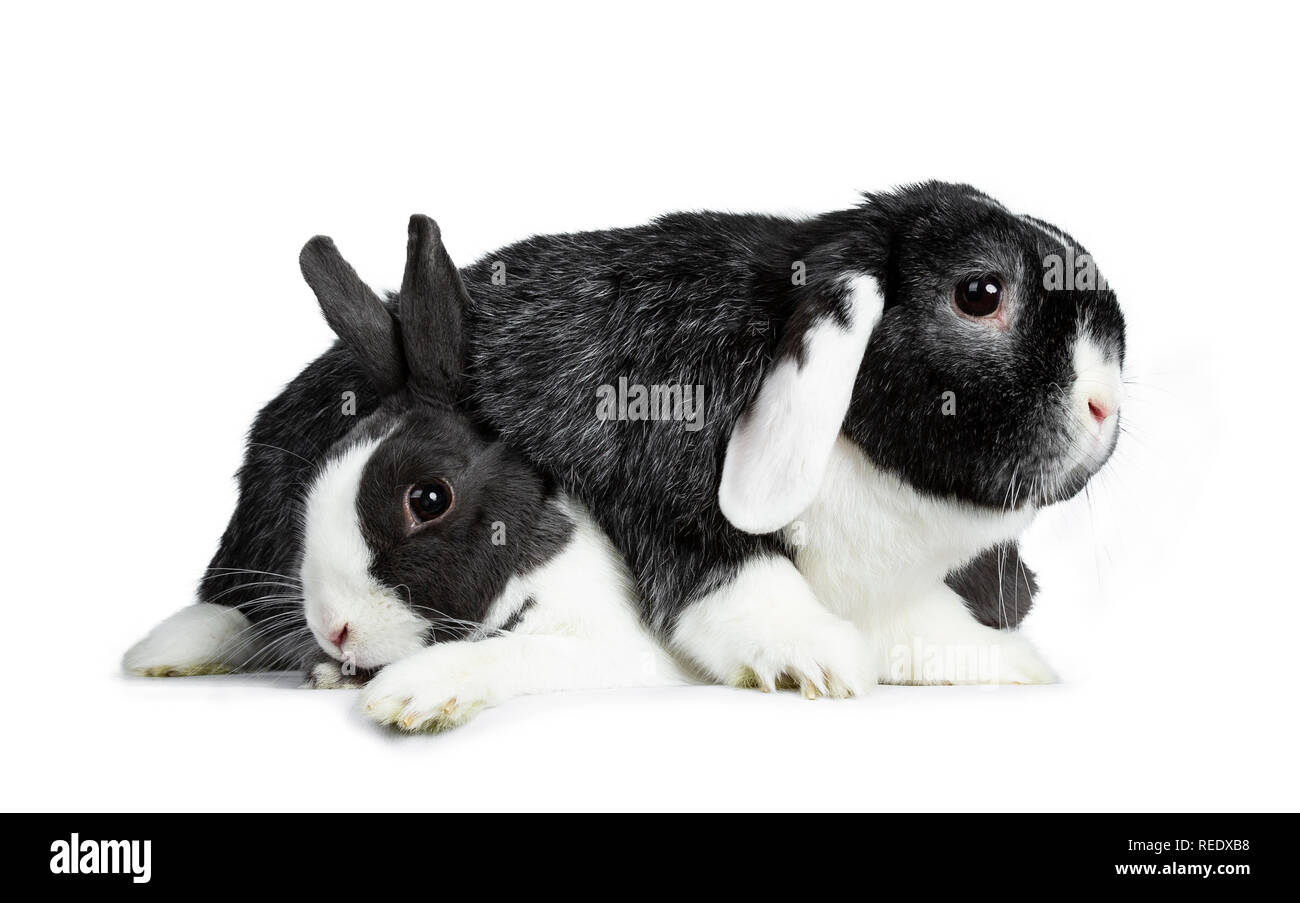 Weibliche grau mit weißen Europäischen Kaninchen süß und männlich schwarz mit tapferen weißen Lop ear Freund tapfer. Zur Festlegung über einander. Auf weissem Hinterg isoliert Stockfoto