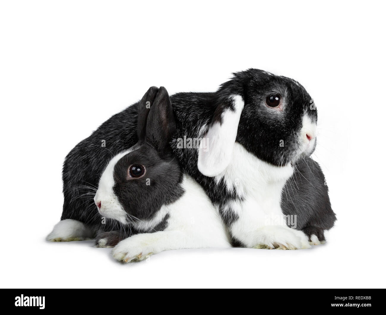 Weibliche grau mit weißen Europäischen Kaninchen süß und männlich schwarz mit weißen Lop ear Freund tapfer. Zur Festlegung über einander. Auf weissem Hintergrund. Stockfoto