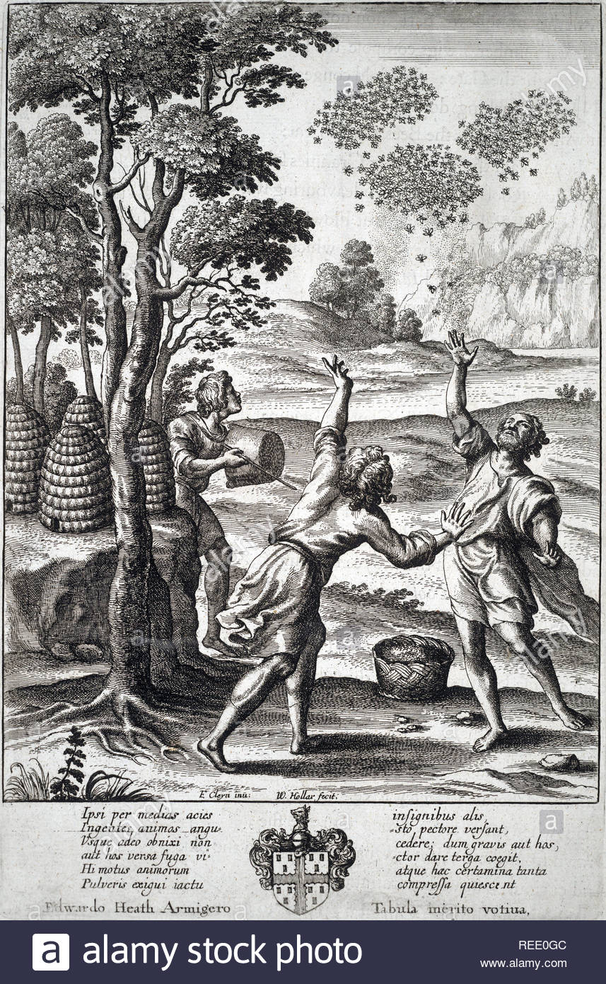 Das Schwärmen der Bienen, Radierung von Böhmische Kupferstecher Wenzel Hollar aus 1600s Stockfoto