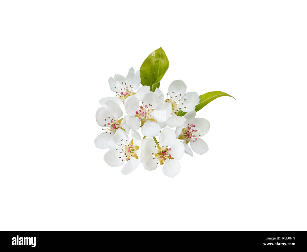 Apple tree Blumen mit Blättern isoliert auf Weiss. Stockfoto