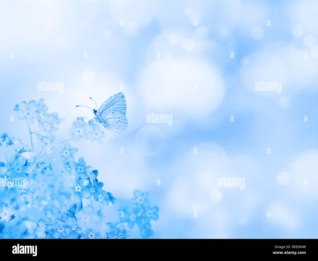 Vergißmeinnicht Blumen in der Ecke des unscharfen bokeh Hintergrund. Schmetterling auf dem blauen myosotis Blumen Bündel. Stockfoto