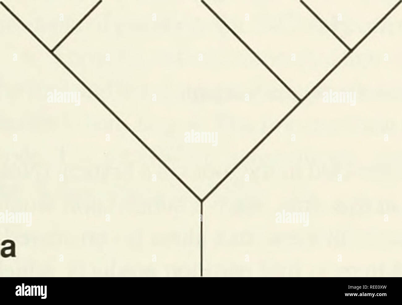 Phylogenetischer Baum Stockfotos Und Bilder Kaufen Alamy