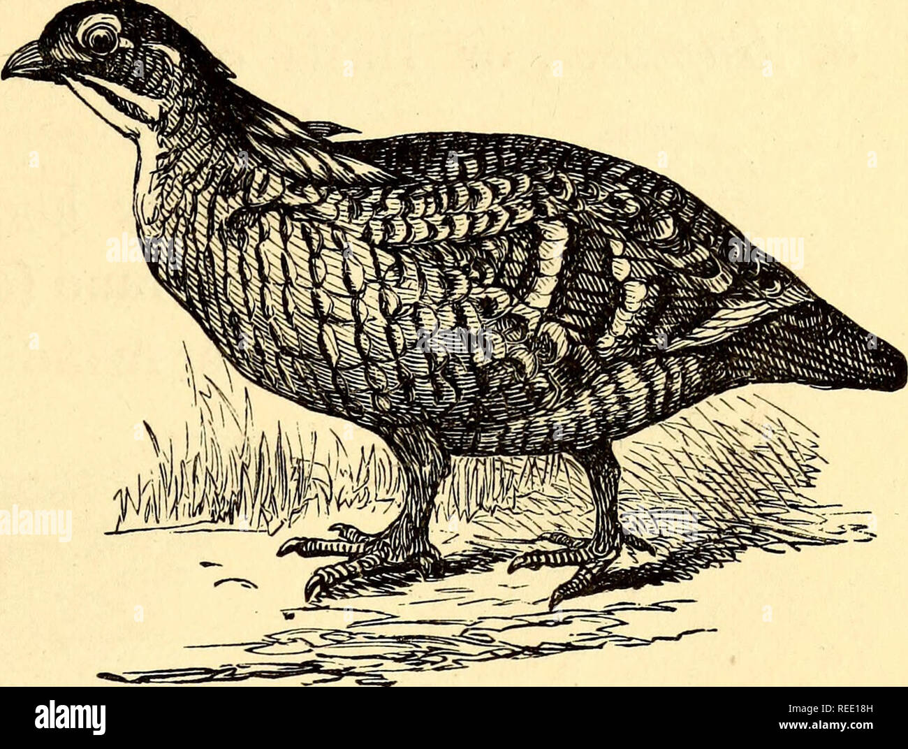 . Vergleichende Zoologie, strukturelle und systematische: für den Einsatz in Schulen und Hochschulen. Zoologie; Anatomie, Vergleichende; Physiologie, Vergleichende. VERTEBRATA. 333. "Abb. 315.- Prairie - Huhn (Cupidonia cupido). Die westlichen Prärien. Durch eine kurze Web, und endet in stumpfen Krallen. Die Beine sind in der Regel gefiederten an die Ferse, manchmal (wie in Moorhuhn) bis zu den Zehen. Die Federn des Körpers sind groß und grob. Die Männchen haben in der Regel gay Gefieder, und einige Anhängsel an den Kopf. Die Nasenlöcher sind durch eine Skala oder Ventil abgedeckt. Ihre Hauptnahrung ist Getreide. So sind die GROUSE, Rebhühner, Truthähne, Ph Stockfoto