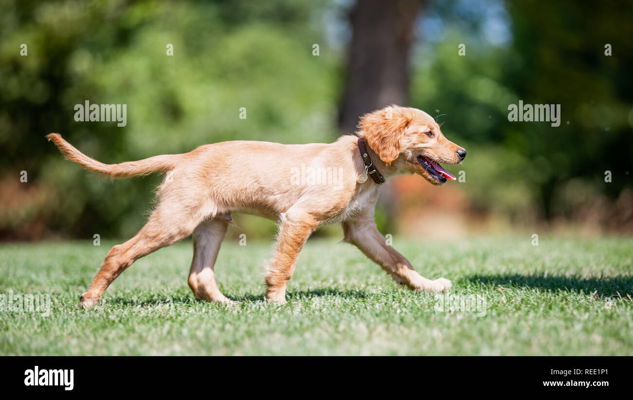 Ein Golden Retriever Welpen zu Fuß durch eine Lichtung im Wald an einem sonnigen Tag. Von der Seite. Stockfoto