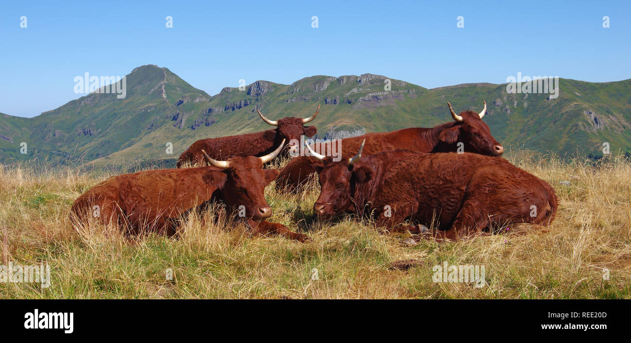 Frankreich Salers Kühe, liegen in einem Gebiet mit Bergen im Hintergrund. Ländliche Szene. Cantal, Auvergne, Frankreich Stockfoto