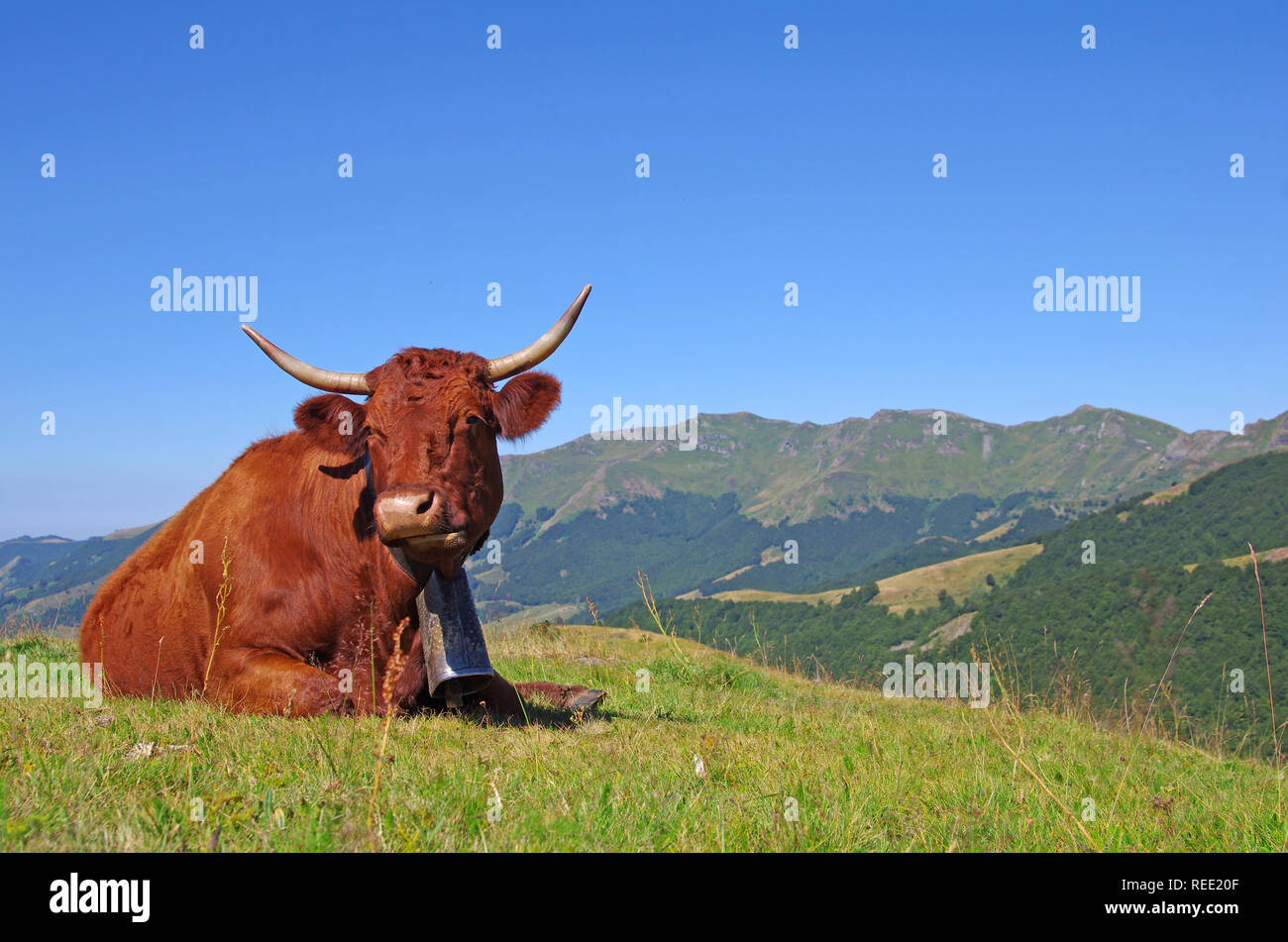 Frankreich Salers Kuh mit Glocke, liegen in einem Gebiet mit Bergen im Hintergrund. Ländliche Szene. Cantal, Auvergne, Frankreich Stockfoto