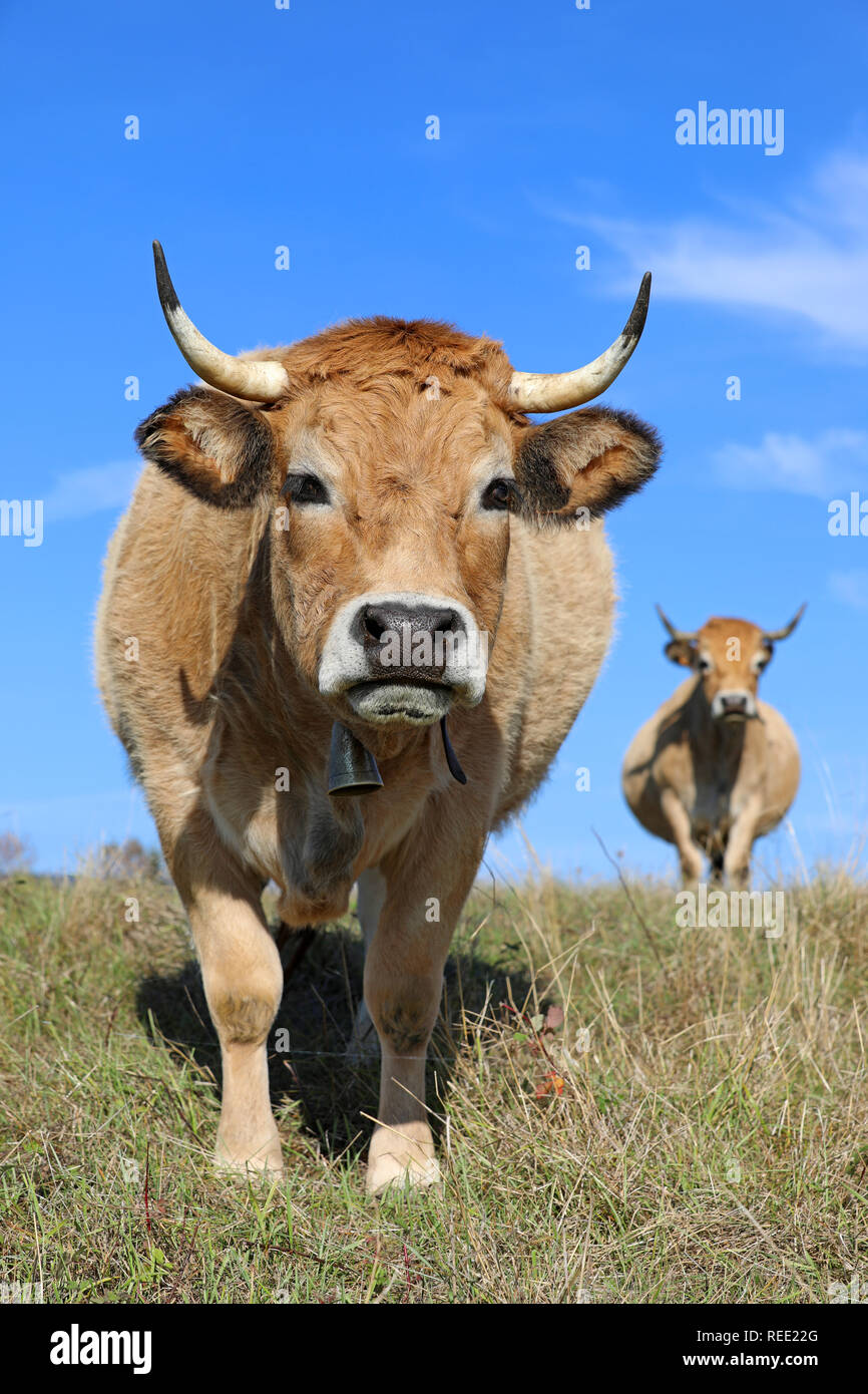 Französische Aubrac Kuh in einem Feld. Ländliche Szene. Aveyron, Auvergne, Frankreich Stockfoto