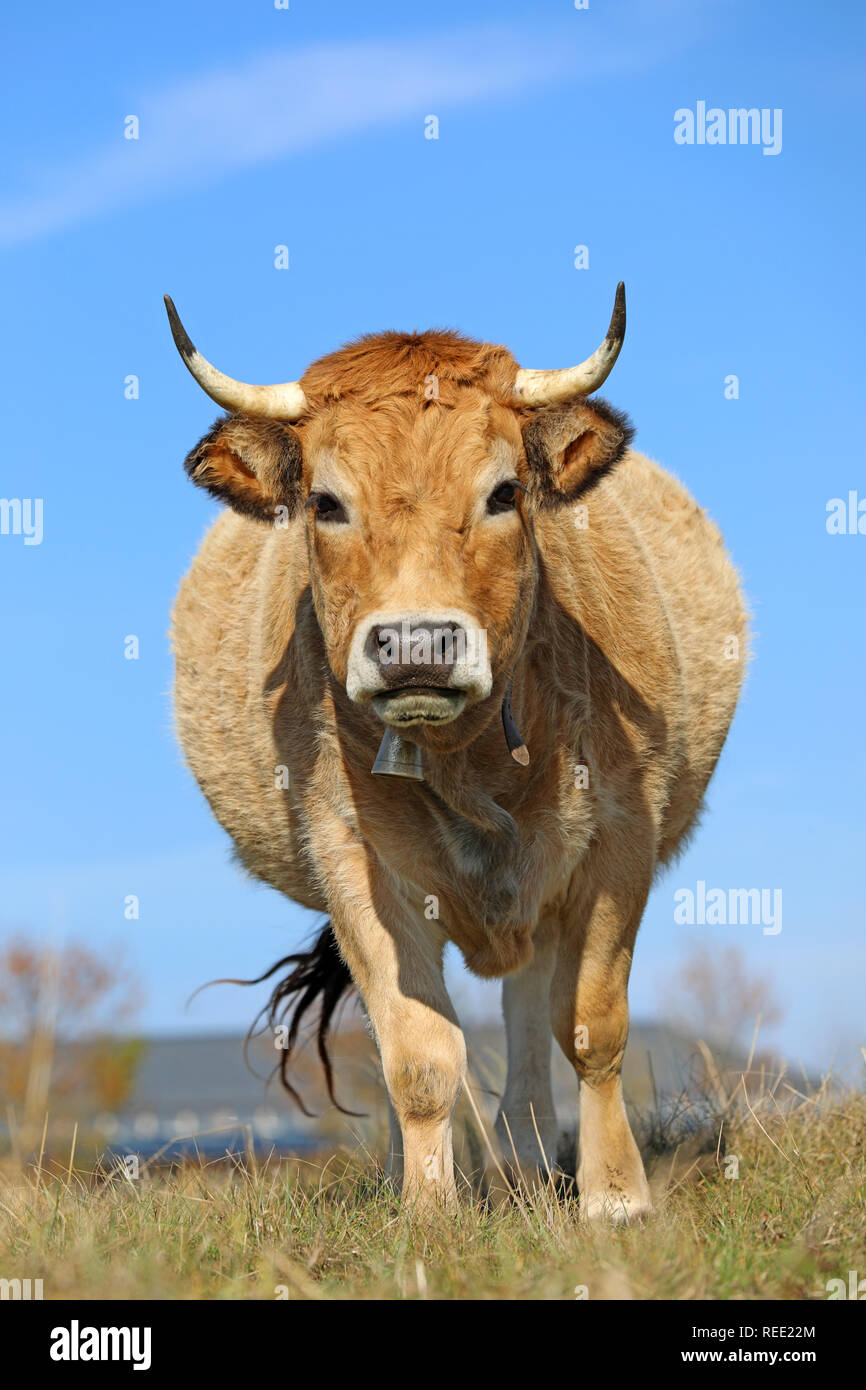 Französische Aubrac Kuh in einem Feld. Ländliche Szene. Aveyron, Auvergne, Frankreich Stockfoto