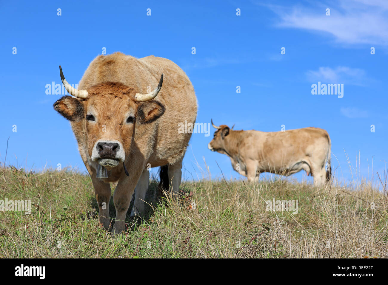 Französische Aubrac Kühe mit Glocke, in einem Feld. Ländliche Szene. Aveyron, Auvergne, Frankreich Stockfoto