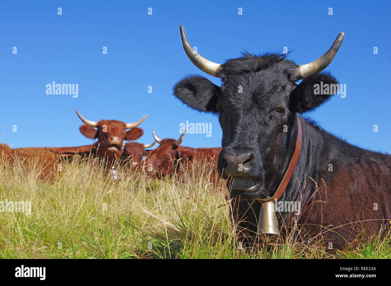 Französische Kühe mit Glocke, liegen in einem Feld. Ländliche Szene. Cantal, Auvergne, Frankreich Stockfoto