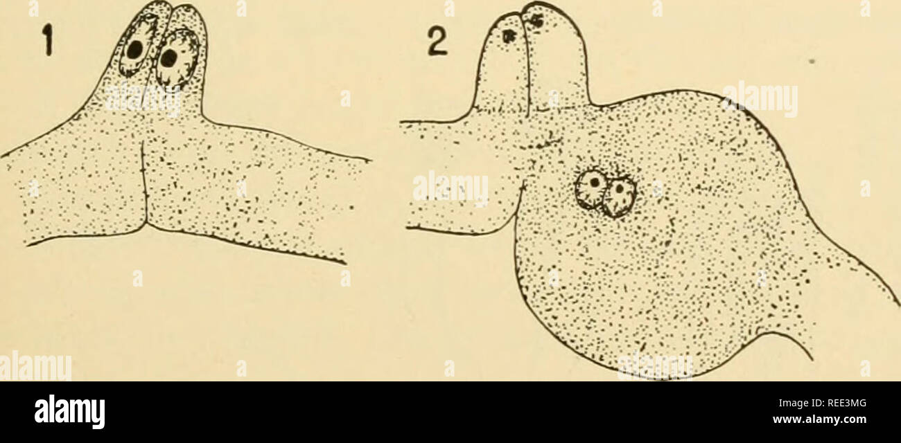 . Vergleichende Morphologie der Pilze. Pilze. ZYGOMYCETES 119 sporangium teilt etwa drei Mal, bilden acht Dünnwandige sporangiospores sporangial Membran, die das Bersten und sind Liber. Wenn Sie für eine lange Zeit in den Darm des Frosches beibehalten werden, können Sie vermehren sich durch einfache Zellteilung, nicht durch das Sprießen. Wenn Sie ausgeschieden sind, entwickeln Sie die normale Mycel. In künstlichen Kulturen, dieser Vorgang kann unter extrem günstigen Bedingungen befolgt werden, aber normalerweise den sporangien Keimen mit einer oder mehreren germ Rohre, die bald in einer kleinen sekundären spo Ende Stockfoto