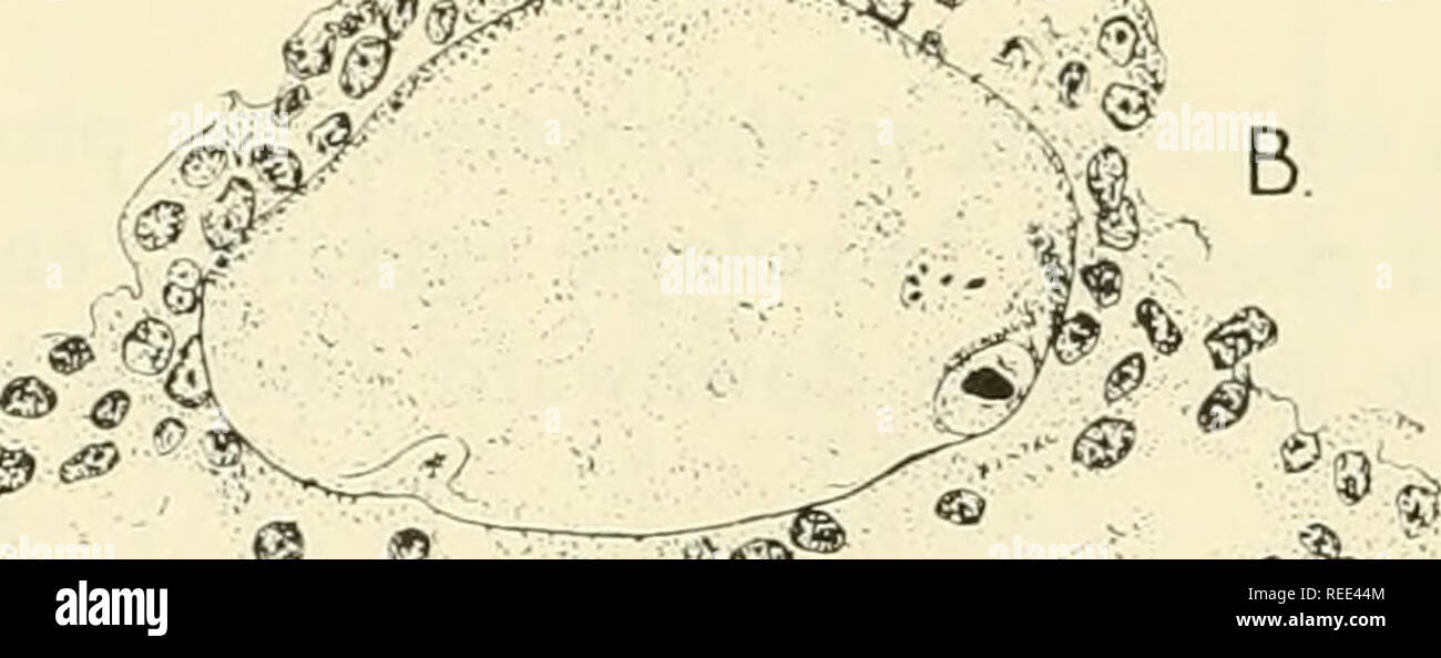 . Vergleichende embryologie der Wirbeltiere; mit 2057 Zeichnungen und Fotos. Als 380 Illus gruppiert. Wirbeltiere - Embryologie; Vergleichende Embryologie. ii A4 ®^^""'"-=-v (Zona pellucida -^ Sir''. Eigelb GLOBULI<â'Â'â H Tippen^^^ (iffr-Abb. 125. Düngung in das Opossum. (A nach McCrady, '38, von Duesberg; B-F nach Hartman, "16.) (A)-Konjugat Spermien von Opossum. (B) Ovarian ei zeigen Diskus proiigerus Rund um das Ei; erste Polkörper extrudierte; Chromosomen von ei Kern offensichtlich. (C) Eileiter Eizelle. (D) der Gebärmutter ovum mit vorkerne in der Nähe der Eizelle. (E) Erste cle Stockfoto . Vergleichende embryologie der Wirbeltiere; mit 2057 Zeichnungen und Fotos. Als 380 Illus gruppiert. Wirbeltiere - Embryologie; Vergleichende Embryologie. ii A4 ®^^""'"-=-v (Zona pellucida -^ Sir''. Eigelb GLOBULI<â'Â'â H Tippen^^^ (iffr-Abb. 125. Düngung in das Opossum. (A nach McCrady, '38, von Duesberg; B-F nach Hartman, "16.) (A)-Konjugat Spermien von Opossum. (B) Ovarian ei zeigen Diskus proiigerus Rund um das Ei; erste Polkörper extrudierte; Chromosomen von ei Kern offensichtlich. (C) Eileiter Eizelle. (D) der Gebärmutter ovum mit vorkerne in der Nähe der Eizelle. (E) Erste cle Stockfoto