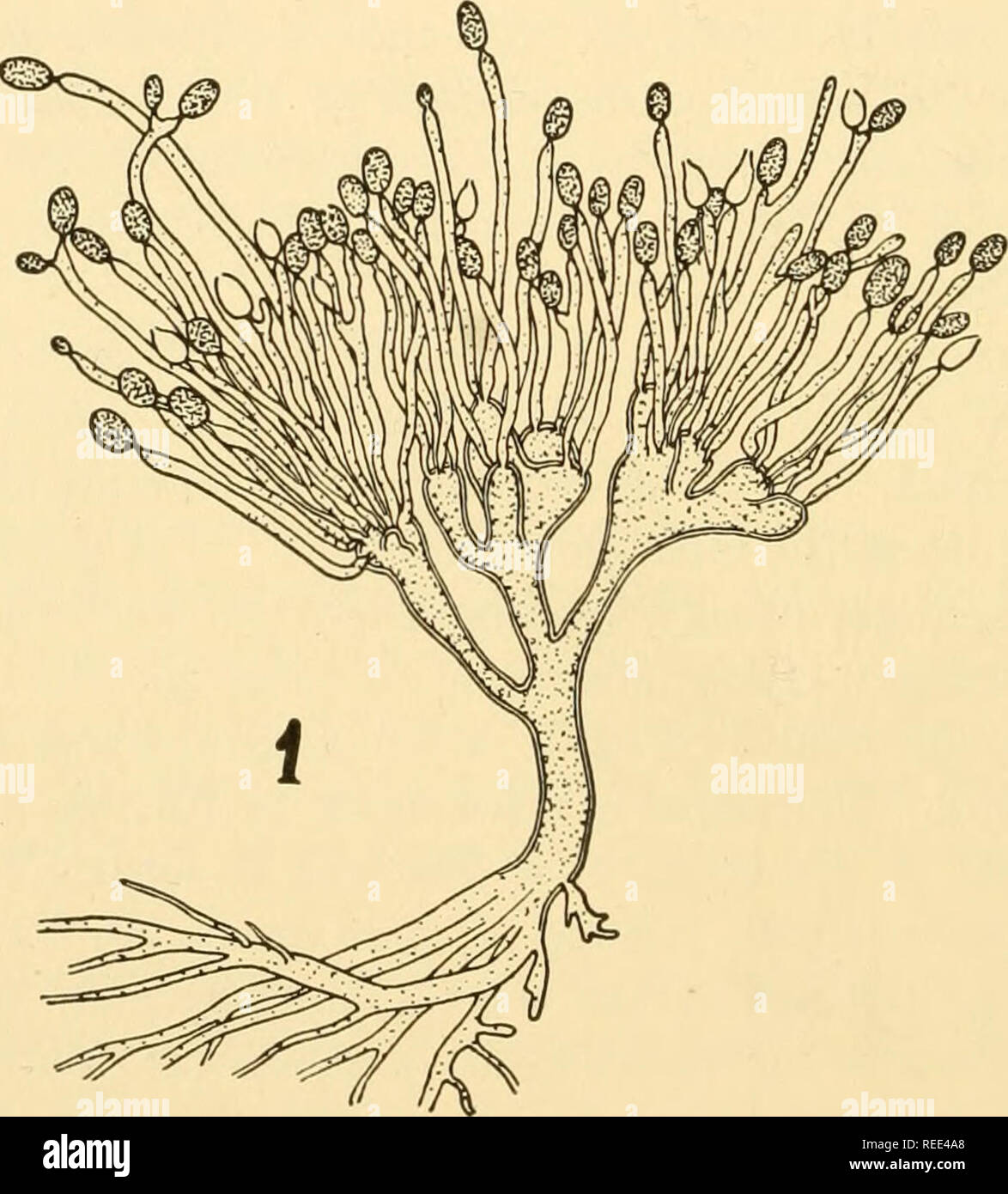 . Vergleichende Morphologie der Pilze. Pilze. 70 VERGLEICHENDE MORPHOLOGIE DER PILZE Leptomitaceae. - In der Struktur der Thallus, diese Familie wahrscheinlich bildet eine erheblich geändert Serie parallel zur Saprolegnieae und der uniflagellate Blastocladiaceae. Alle bisher bekannten Arten sind Aquatische. Eine der einfacheren Arten ist Leptomitus lacteus, saprophytische in Abwasser reich an Stickstoff. Es umfasst alles, was mit einem schmutzigen weißen schleimigen Mantel, und in üppigen Entwicklung der mizellaren Massen werden in Klumpen gelockert, weg bewegen und in ruhigen Flecken, wo ihre Masse und rasche Zersetzung verursachen sammeln Stockfoto