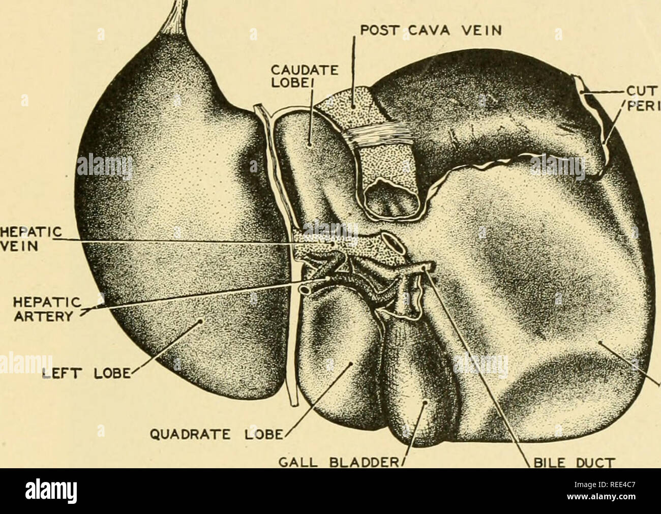 . Vergleichende Anatomie. Anatomie, Vergleichende. Das VERDAUUNGSSYSTEM ...