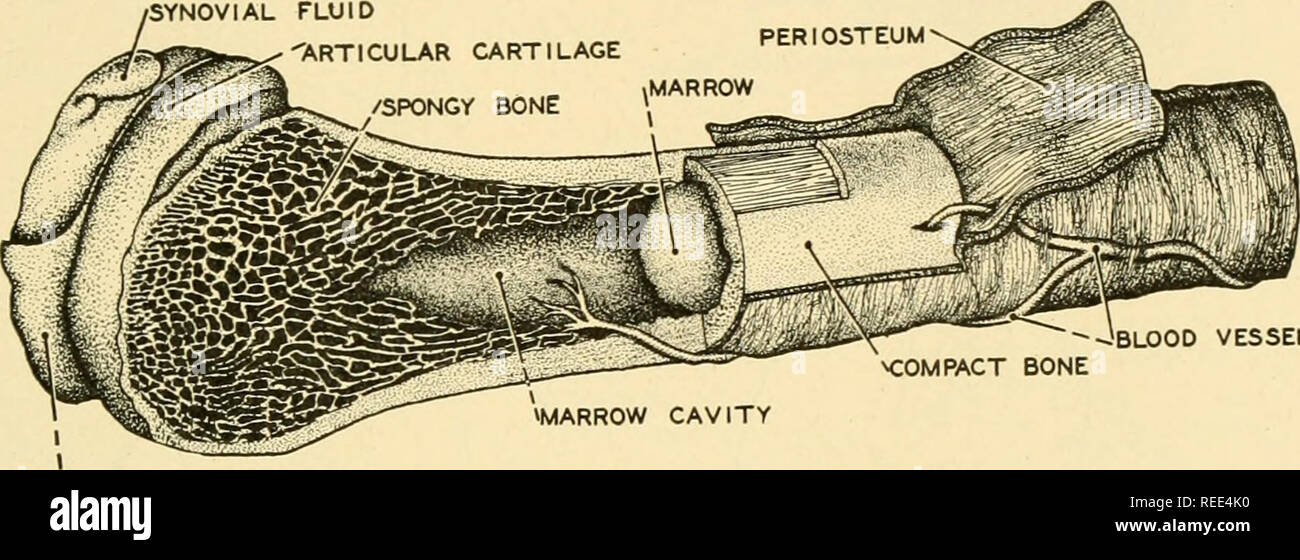 . Vergleichende Anatomie. Anatomie, Vergleichende. Das SKELETTSYSTEM 251 teres Ligament. Viele Muskeln des Oberschenkels und Körper wand sind die coxal Knochen, die auch die abdominale Viszera zu unterstützen. Die beiden coxal Knochen zusammen mit dem Kreuz- und Steißbein form Becken, die Form von dem unterscheidet sich etwas in die beiden Geschlechter. Femur. Die oberschenkelknochen oder Oberschenkelknochen, dem größten Knochen des Körpers, hat eine Welle und zwei extremitäten. Der oberen Extremität mit einer halbkugelförmigen Kopf, den Hals und zwei trochanter, die größeren und kleineren. Die großen gluteus Muskel des Gesäßes auf t eingefügt Stockfoto