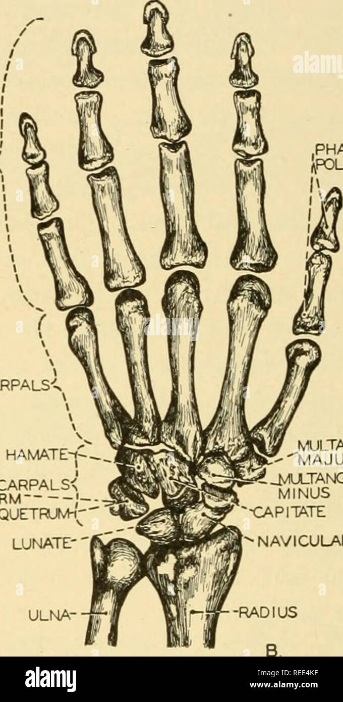 . Vergleichende Anatomie. Anatomie, Vergleichende. Phalangen &Lt;^. , PHALA^X3 Es iPOLLICIS METACARPALS< v; - PISIFORM CARPALS^^ OvH LUNATE TRlQUETI" - "Ich ULNA-MULTANGULUM 'MAJUS MULTANGULUM MINUS CAPITATE^ STRAHLBEIN Abb. 207. âHuman rechten Fuß (A) und linken (B) aus der dorsalen Seite. Ihre grundsätzliche Ähnlichkeit in der Struktur ungeachtet ihrer Unterschiede in Funktion ist auffallend. (Gezeichnet von Sobotta.) Elemente entsprechend sind die coxal oder Hüftknochen, Oberschenkel, Schienbein und Wadenbein, Tarsus, Mittelfuß, und Phalangen. Die Coxal Knochen. Die Hüfte oder coxal Knochen besteht aus drei Teilen, einem Dorsa Stockfoto