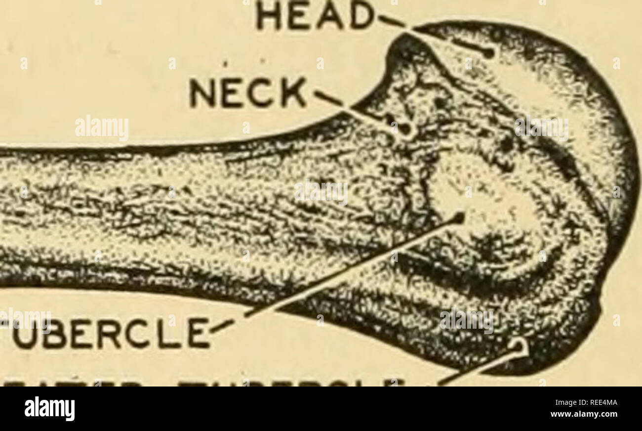 Radialer styloid Fotos und Bildmaterial in hoher Auflösung Alamy