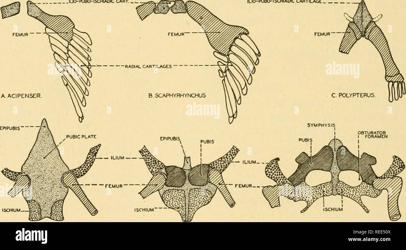 . Vergleichende Anatomie. Anatomie, Vergleichende. Abb. 196.-Diagramme zur Veranschaulichung der grundlegenden Ähnlichkeit der menschlichen (B) und Amphibien (A) Schultergürtel. Im Menschen die coracoid Element hat artete in einen Prozess (coracoid) und dem Bindegewebe ligament mit gelegentlichen Knorpel Knötchen. (Gezeichnet nach Huntington.) Die hip Knochen von Säugetieren unterscheidet sich nur wenig von der von Reptilien. Die Anzahl der sakralen Wirbel, der die coxal Knochen verbunden ist erhöht in UO-PUBOIsaflADtC CAflT,, ILIO-PUBO - ISCHAOtC CAfiTIUAO € . D. NECTUBUS. E. OACTYLETHRA T CHELYDRA. Schwein. 197.- eine Reihe von sechs anhängen Stockfoto