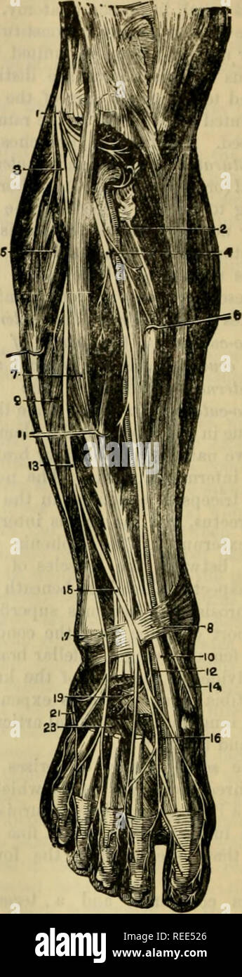 . Die vergleichende Anatomie der domestizierten Tiere. Veterinär Anatomie. ITERVES an der POSTERIOREN ASPEKT DES MENSCHLICHEN BEIN. 1, Arteria poplitea; 2, große Ischiasnerv; 3, adductor Magnus; 4, Bizeps; 5, Superior interne Gelenkknorpel Arterie; 6, externe Pop-liteal Nerv; 7, Gastrocnemius (Schnitt); 8, anterior tibial Artery; 9, Sehne von semi-membranosus; 10, peroneus Longus; 11 sural Arterien und Nerven; 12, Peronaeus Arterie; 13, intern poplitea Nerv; 14, tibialis posticus; 15, Teil der Soleus; 16, peroneus Brevis; 17, 18; popliteus, flexor longus Pollicis 19, Tibialis posterior; 20, c Stockfoto
