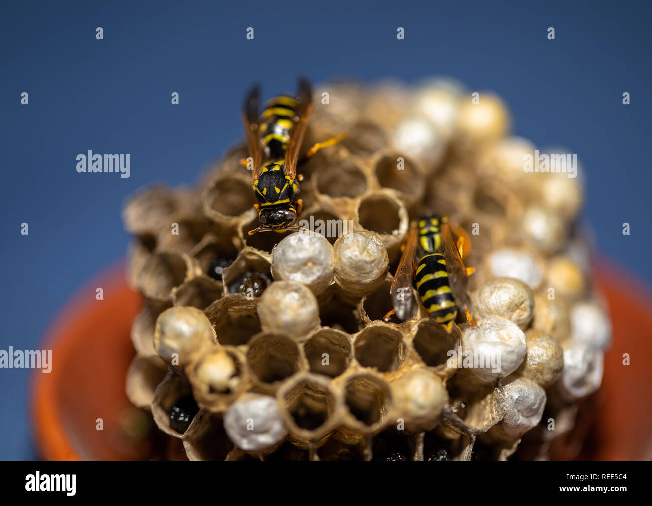 Makroökonomische Bild von Wespen sitzen auf dem Wespennest in einem Wohnzimmer Stockfoto