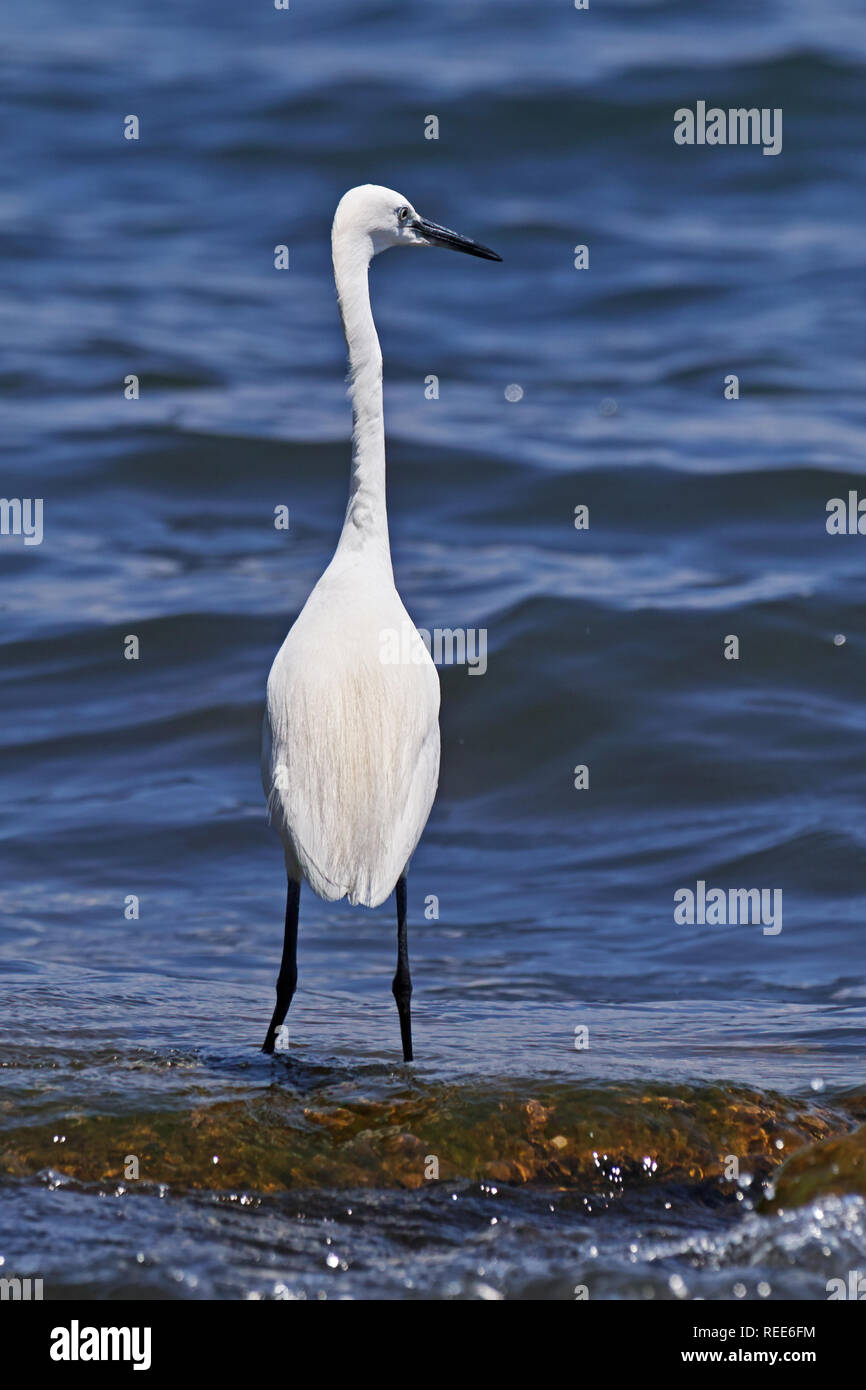 Seidenreiher in ihren Angeln post am Ufer eines Sees Stockfoto