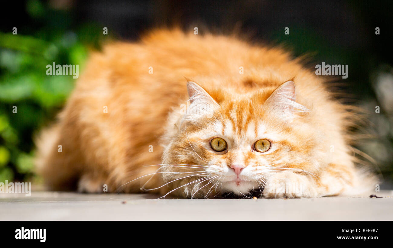 Eine rothaarige Katze auf dem Boden liegend in einem Garten in der Sonne in die Kamera schaut. Nach oben Schließen Stockfoto