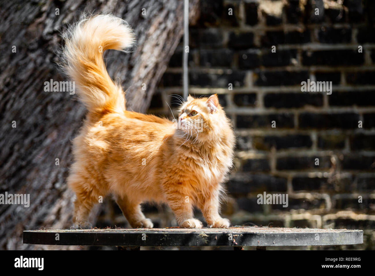 Ingwer Katze mit einem buschigen Schwanz stand auf einem Tisch im Freien Stockfoto